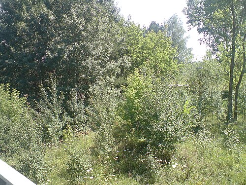 Belarus 925
